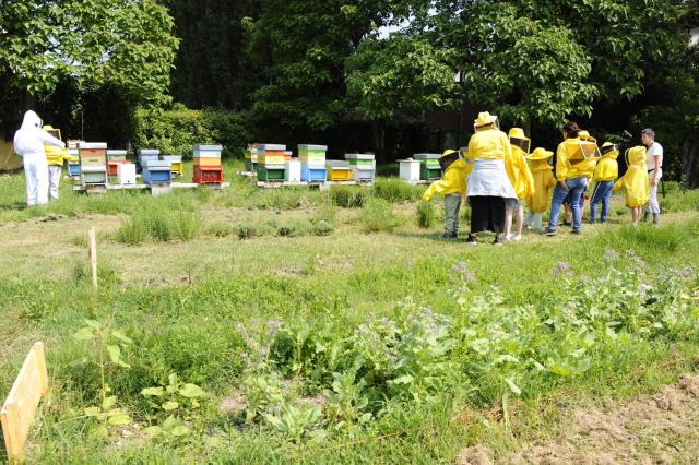 Vieni a scoprire il mondo delle api a Buccinasco