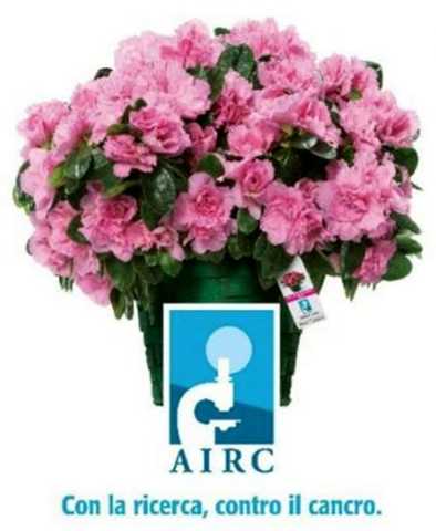 A.I.R.C. - L'Azalea della Ricerca A.I.R.C. - L'Azalea della Ricerca