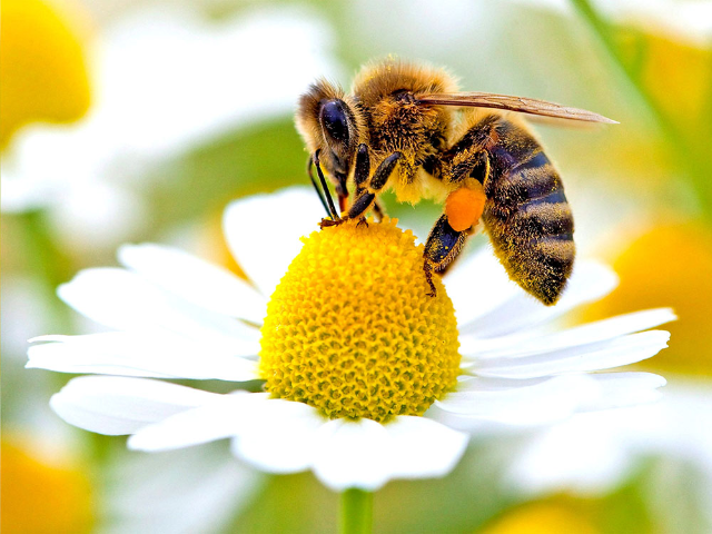 ape - apicoltura