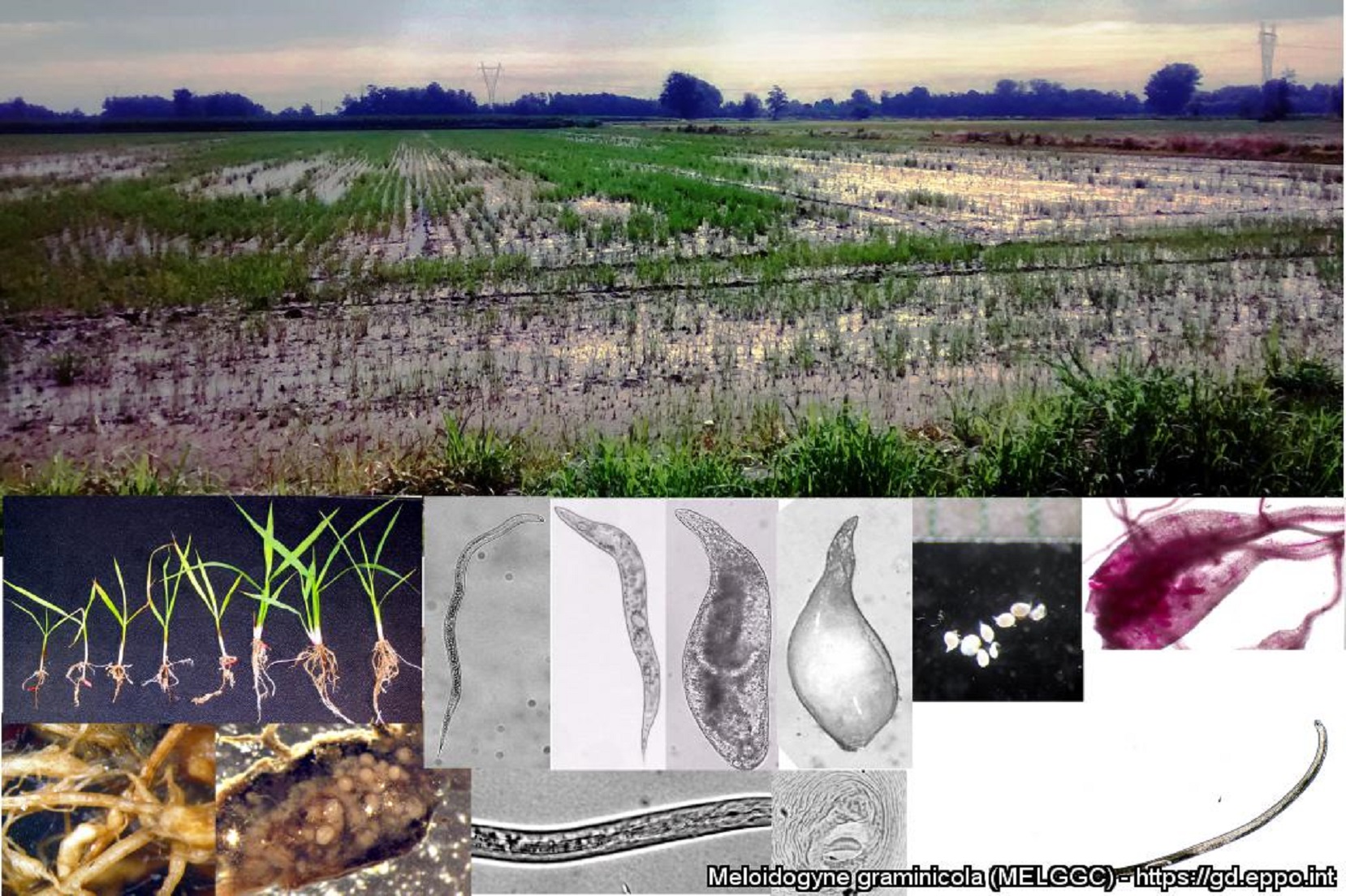 Da Regione Lombardia: indagini fitosanitarie su coltivazioni di riso