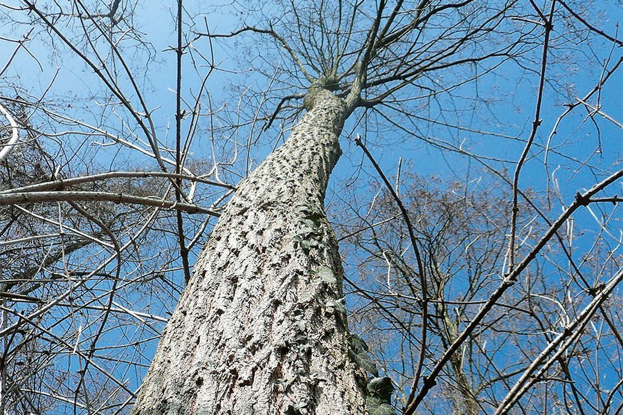 A Buccinasco la campagna di controlli sugli alberi, 10 in classe D