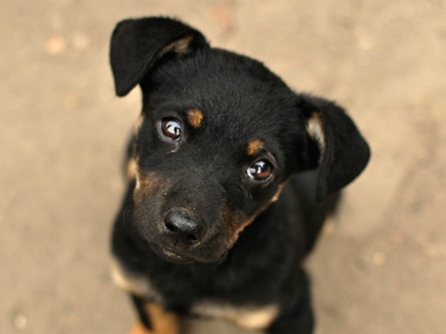 In affido al Servizio Veterinario di ATS i cani dei positivi/in quarantena