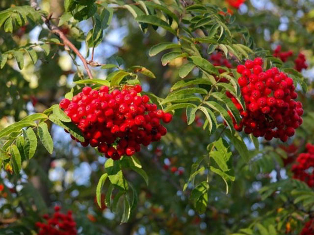 Buccinasco, Oltre 170 alberi e 400 arbusti tra le vie Rovido e Salieri