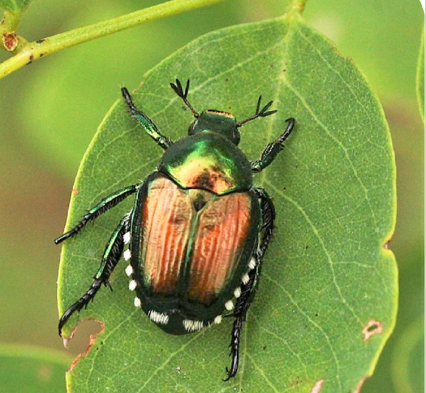 Popillia Japonica, presenza massiccia anche a Buccinasco